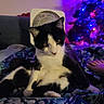 Daredevil joined the competition — help win amazing prizes! cat, black_and_white, pet, indoor, blanket, fan, christmas_tree, lights, colorful, cozy, relaxed, animal, feline, bedroom, decorations, patterned, comfort, holiday, soft_lighting, domestic