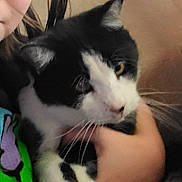 Daredevil is registered to the contest to win money with this photo: cat, black_and_white, pet, animal, face, whiskers, person, hand, close_up, indoor, fur, home, cozy, comfort, holding, cute, domestic, portrait, feline, relaxed