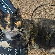 Harlow is registered to the contest to win money with this photo: animal, black, cable, calico, carpet, cat, closeup, curious, domestic_cat, fabric, fur, green_eyes, indoor, lying_down, orange, paws, pet, resting, whiskers, white