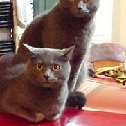 Beau And Prissy joined the competition — help win amazing prizes! animal, background, car_hood, cat, companion, cozy, domestic_animal, ears, eyes, feline, fur, gray_cat, household, indoor, looking, mischievous, pet, red_surface, sitting, two_animals