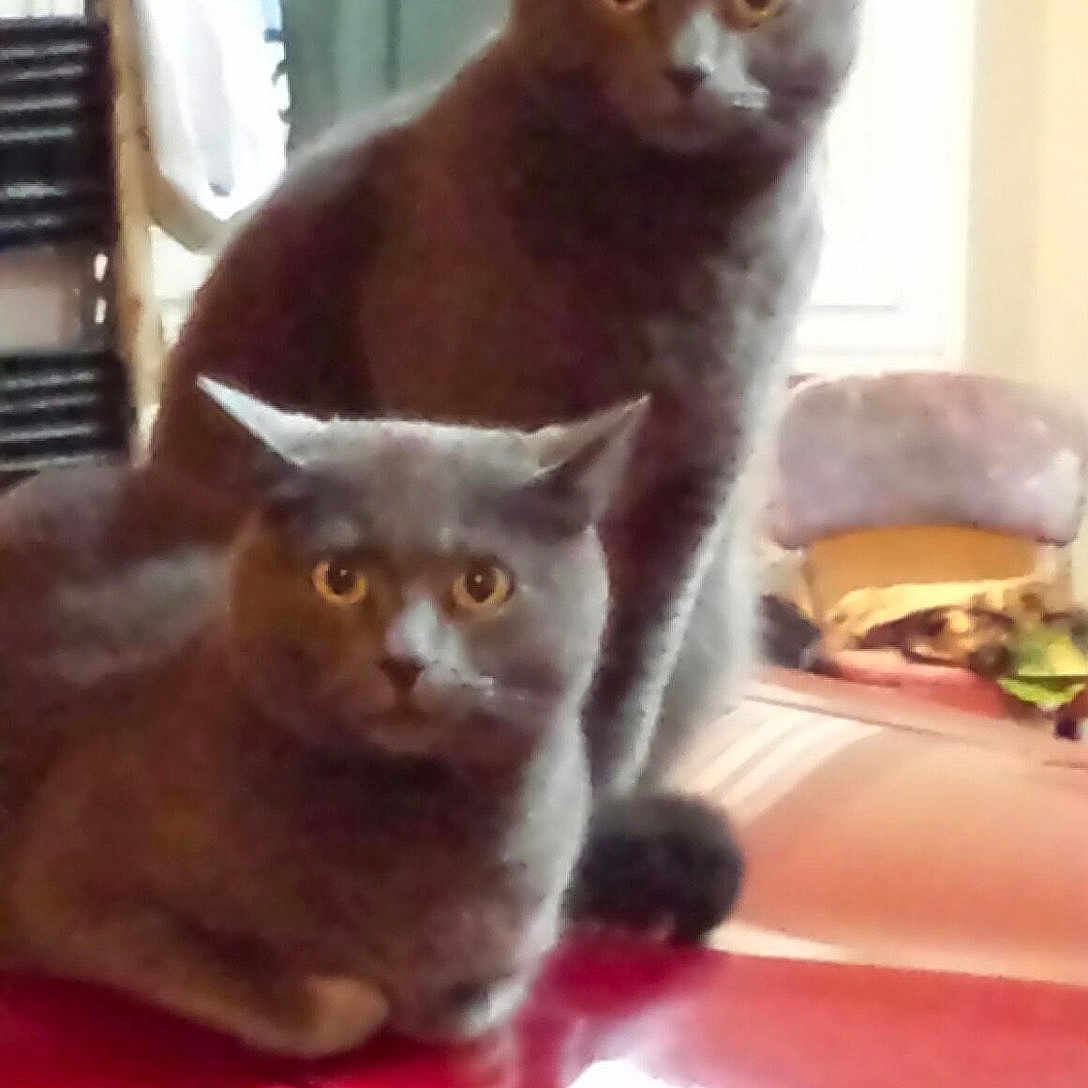 Beau And Prissy joined the competition — help win amazing prizes! animal, background, car_hood, cat, companion, cozy, domestic_animal, ears, eyes, feline, fur, gray_cat, household, indoor, looking, mischievous, pet, red_surface, sitting, two_animals