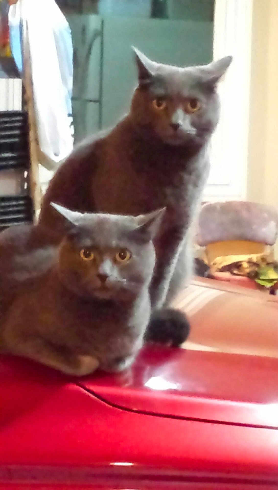 Beau And Prissy joined the competition — help win amazing prizes! animal, background, car_hood, cat, companion, cozy, domestic_animal, ears, eyes, feline, fur, gray_cat, household, indoor, looking, mischievous, pet, red_surface, sitting, two_animals