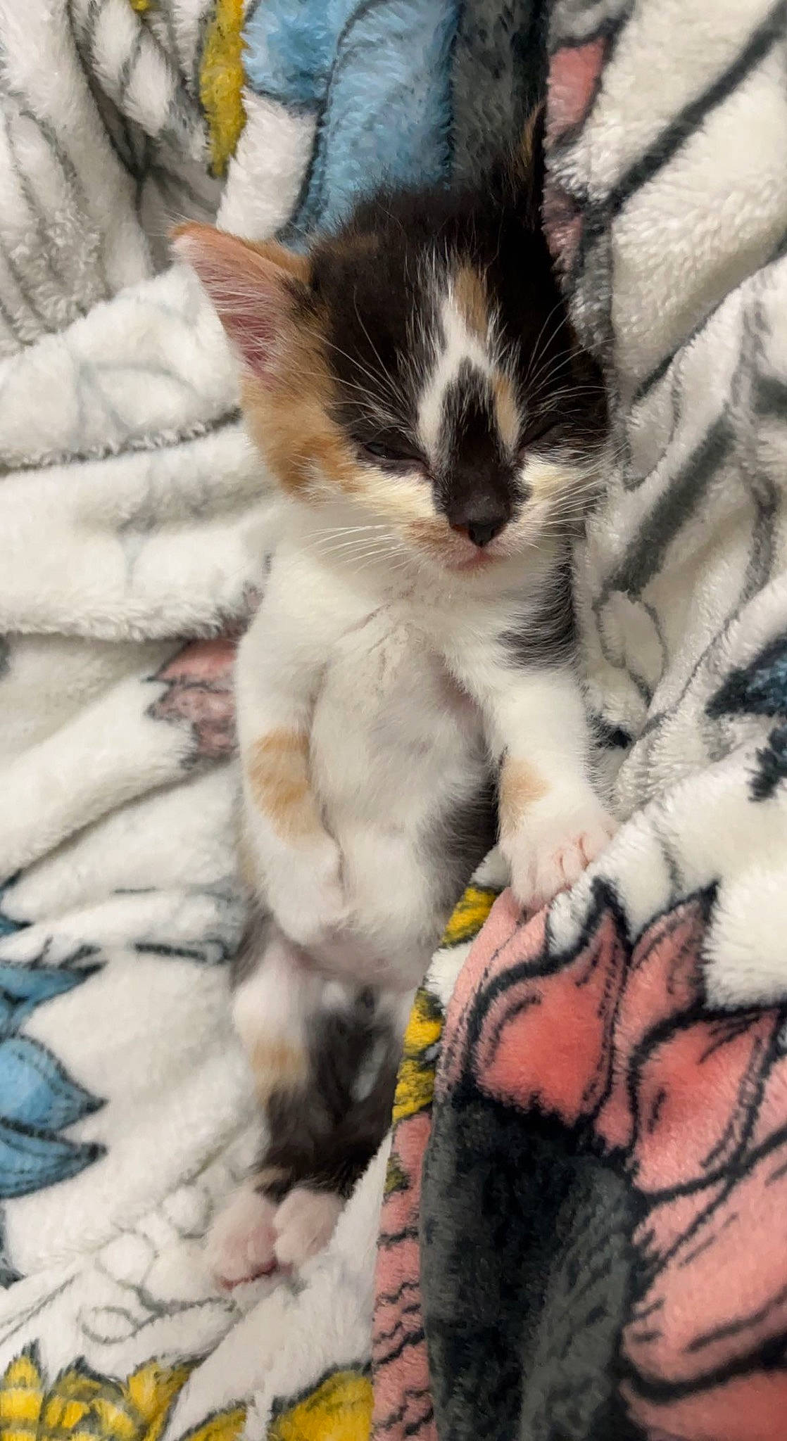 Baby Kitty joined the competition — help win amazing prizes! carnivore, cat, claw, comfort, domestic_short_haired_cat, eye, fawn, felidae, foot, fur, human_leg, lap, nail, nap, paw, small_to_medium_sized_cats, snout, tail, thigh, whiskers