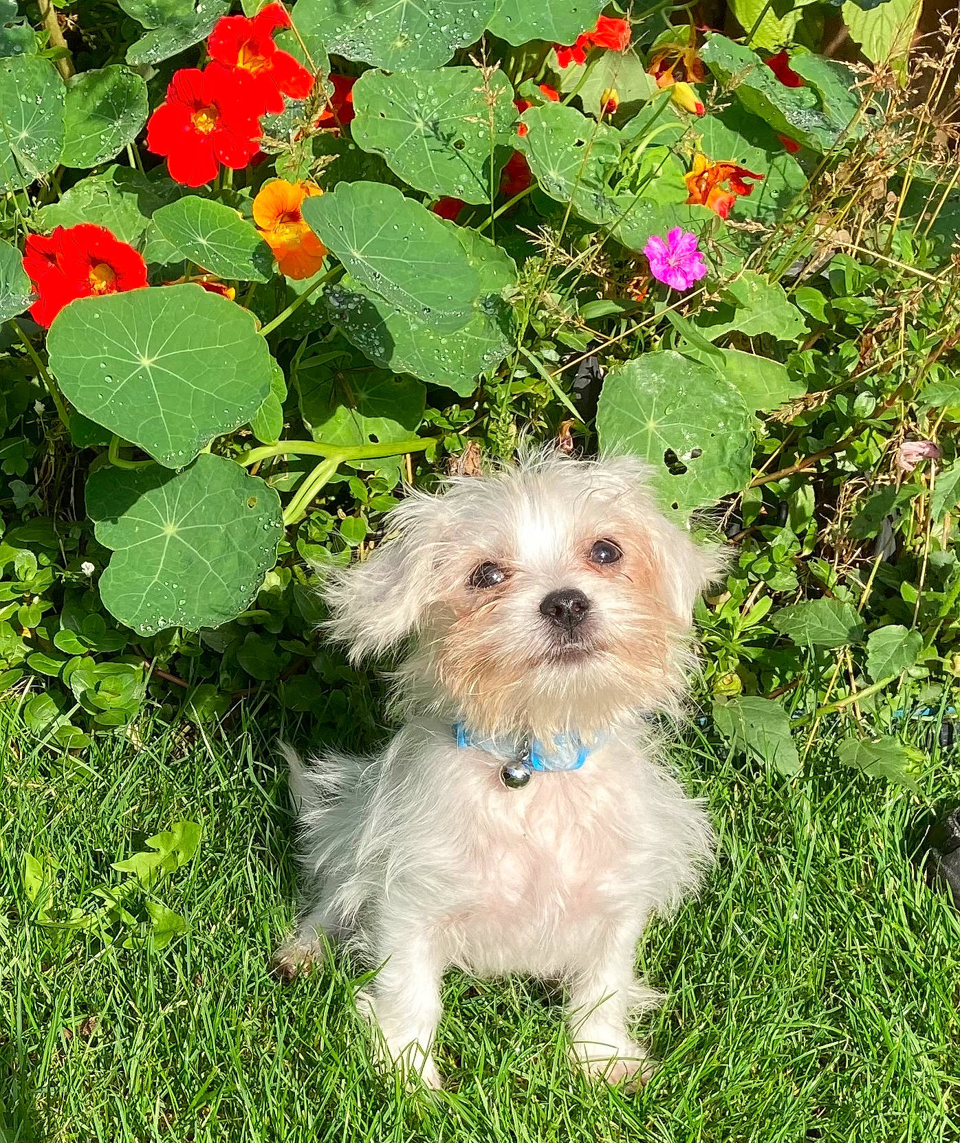 Billy is registered to the contest to win money with this photo: annual_plant, canidae, carnivore, companion_dog, dog, dog_breed, dog_supply, flower, flowering_plant, garden, grass, groundcover, plant, shih_poo, shrub, small_terrier, sporting_group, terrier, toy_dog, water_dog