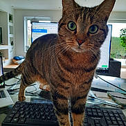 Lili participe au concours pour gagner de l'argent avec cette photo : animal, cat, computer, curious, desk, fur, glass_table, green_eyes, indoor, keyboard, living_room, monitor, office, pet, plant, tabby, technology, whiskers, window, workstation