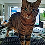 animal, cat, computer, curious, desk, fur, glass_table, green_eyes, indoor, keyboard, living_room, monitor, office, pet, plant, tabby, technology, whiskers, window, workstation