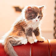 Cookie is registered to the contest to win money with this photo: kitten, cat, fluffy, fur, red_leather, chair, pet, animal, indoor, cute, curious, young, whiskers, tail, soft_light, close_up, sitting, feline, domestic_cat, portrait