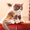 kitten, cat, fluffy, fur, red_leather, chair, pet, animal, indoor, cute, curious, young, whiskers, tail, soft_light, close_up, sitting, feline, domestic_cat, portrait