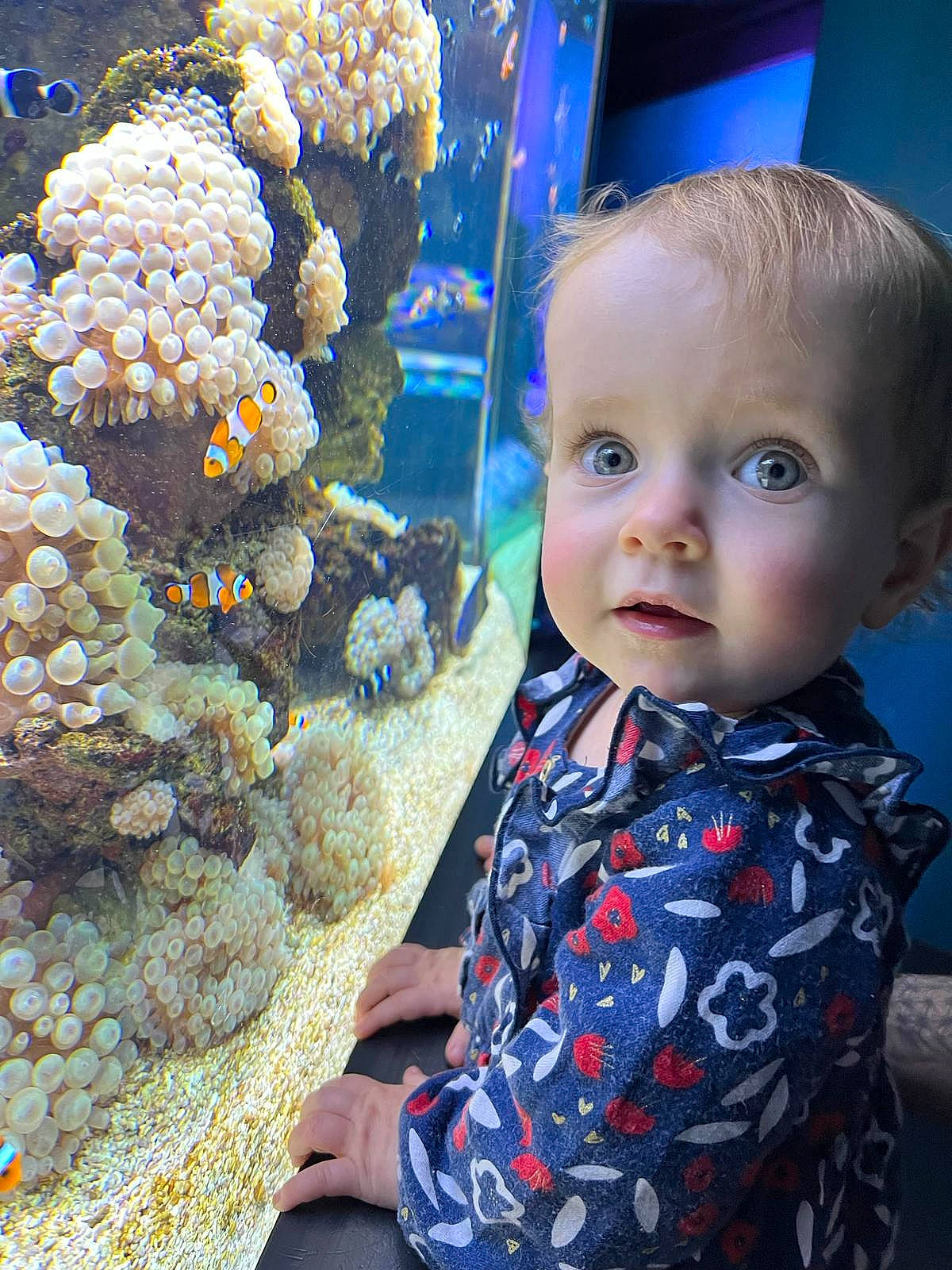 Léna participe au concours pour gagner de l'argent avec cette photo : aquarium, baby, baby_toddler_clothing, blue, cnidaria, coral, coral_reef, electric_blue, fish, fish_supply, fun, leisure, mammal, marine_biology, person, reef, stony_coral, toddler, underwater, vertebrate