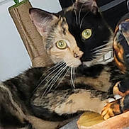 Kai is registered to the contest to win money with this photo: cat, calico_cat, pet, animal, scratching_post, wooden_figure, feline, yellow_eyes, whiskers, close_up, indoor, fur, face, unique_pattern, resting, curious, home, mammal, domestic_animal, watermark