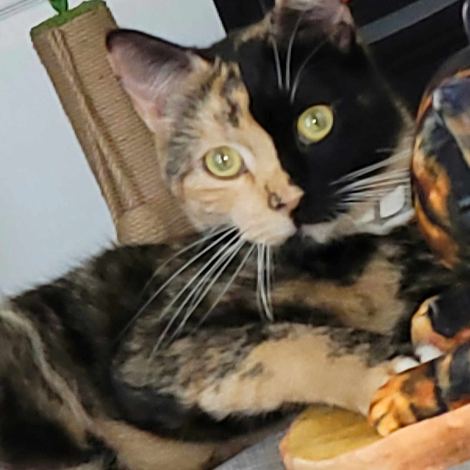 Kai is registered to the contest to win money with this photo: cat, calico_cat, pet, animal, scratching_post, wooden_figure, feline, yellow_eyes, whiskers, close_up, indoor, fur, face, unique_pattern, resting, curious, home, mammal, domestic_animal, watermark