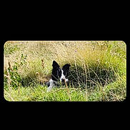 Uby a rejoint le concours — aidez-le/la à gagner de superbes lots ! dog, black_and_white, grass, meadow, nature, outdoor, animal, canine, wild_grass, sunlight, field, pet, muzzle, ears, lying_down, greenery, summer, plants, watchful, camouflage