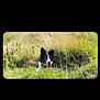 dog, black_and_white, grass, meadow, nature, outdoor, animal, canine, wild_grass, sunlight, field, pet, muzzle, ears, lying_down, greenery, summer, plants, watchful, camouflage