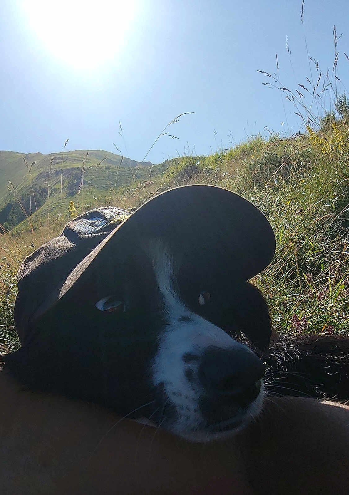 Uby a rejoint le concours — aidez-le/la à gagner de superbes lots ! dog, black_and_white, cap, outdoor, sunlight, grass, hill, sky, nature, pet, animal, resting, relaxed, daytime, closeup, portrait, canine, sunshine, scenery, summer