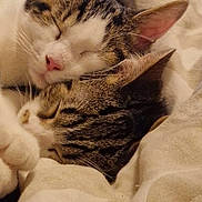 Minou Et Obélix a rejoint le concours — aidez-le/la à gagner de superbes lots ! cat, tabby, sleeping, cozy, snuggling, pets, fur, whiskers, ears, closeup, indoor, bed, blanket, cute, animal, friendship, relaxation, resting, soft, peaceful