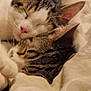 cat, tabby, sleeping, cozy, snuggling, pets, fur, whiskers, ears, closeup, indoor, bed, blanket, cute, animal, friendship, relaxation, resting, soft, peaceful