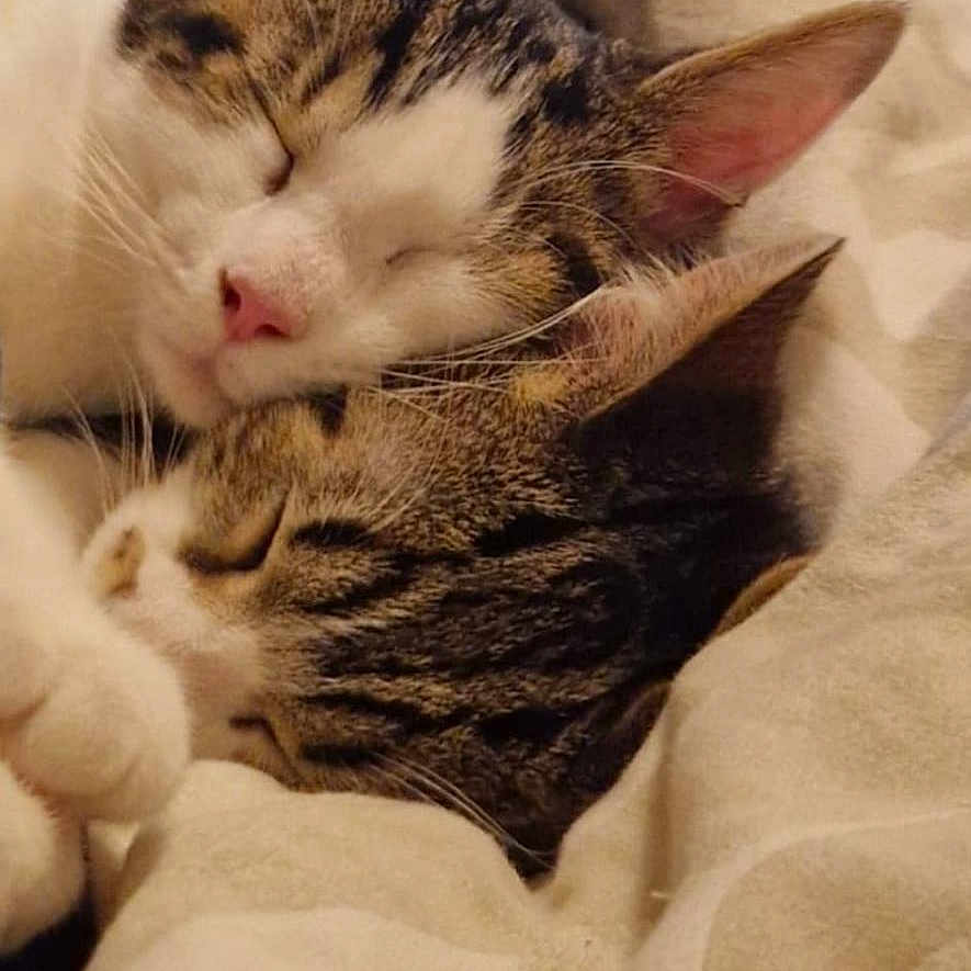 Minou Et Obélix a rejoint le concours — aidez-le/la à gagner de superbes lots ! animal, bed, blanket, cat, closeup, cozy, cute, ears, friendship, fur, indoor, peaceful, pets, relaxation, resting, sleeping, snuggling, soft, tabby, whiskers