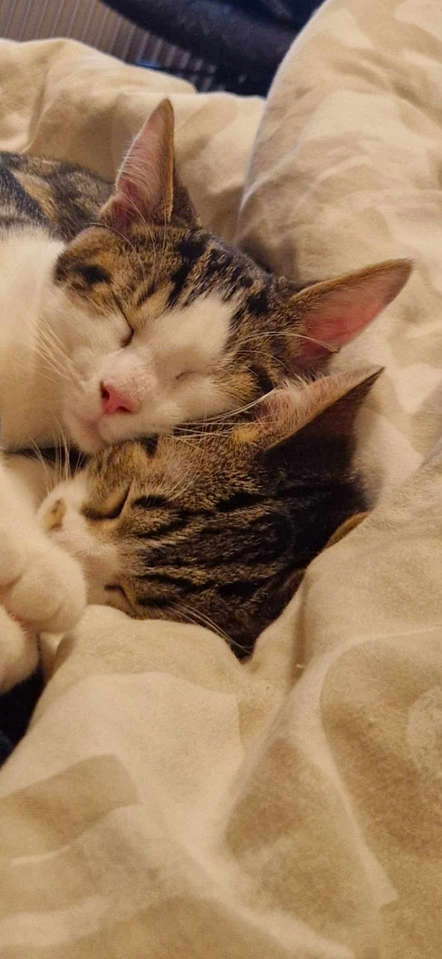 Minou Et Obélix a rejoint le concours — aidez-le/la à gagner de superbes lots ! cat, tabby, sleeping, cozy, snuggling, pets, fur, whiskers, ears, closeup, indoor, bed, blanket, cute, animal, friendship, relaxation, resting, soft, peaceful