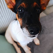 Bonnie participe au concours pour gagner de l'argent avec cette photo : dog, puppy, close_up, ears, eyes, black, brown, white, fur, pet, animal, cute, indoors, blanket, soft_focus, portrait, sitting, whiskers, nose, canine