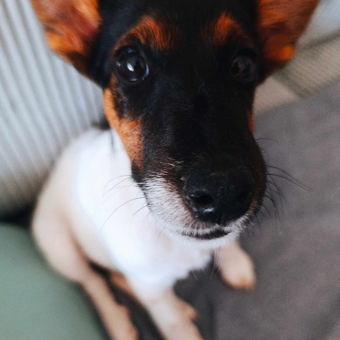 Bonnie participe au concours pour gagner de l'argent avec cette photo : dog, puppy, close_up, ears, eyes, black, brown, white, fur, pet, animal, cute, indoors, blanket, soft_focus, portrait, sitting, whiskers, nose, canine