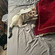 Pepper joined the competition — help win amazing prizes! animal, bed, black_markings, blanket, casual, cat, costume, curious, feline, furniture, gray_bedspread, indoor, looking, lounge, pet, red_blanket, resting, room, soft_texture, white_cat