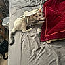 animal, bed, black_markings, blanket, casual, cat, costume, curious, feline, furniture, gray_bedspread, indoor, looking, lounge, pet, red_blanket, resting, room, soft_texture, white_cat