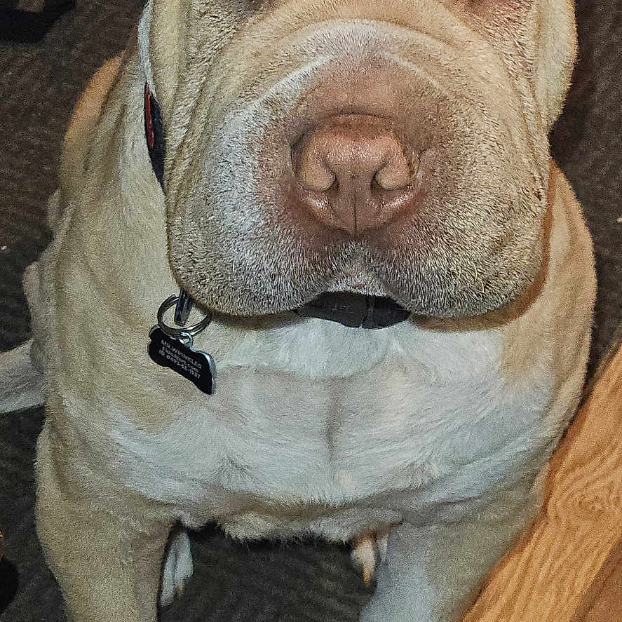 Mr.wrinkles joined the competition — help win amazing prizes! animal, boxer, bulldog, canine, dog, frenchbulldog, hardwood, indoors, interiordesign, labradorretriever, person, pet, pitbull, plywood, puppy, sleeping, snout, whitedog, wood