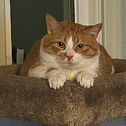 Chester joined the competition — help win amazing prizes! cat, orange_cat, white_cat, pet, feline, cat_tree, indoor, furry, animal, resting, perch, closeup, cute, whiskers, paws, looking, calm, cozy, fur, domestic