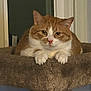 cat, orange_cat, white_cat, pet, feline, cat_tree, indoor, furry, animal, resting, perch, closeup, cute, whiskers, paws, looking, calm, cozy, fur, domestic