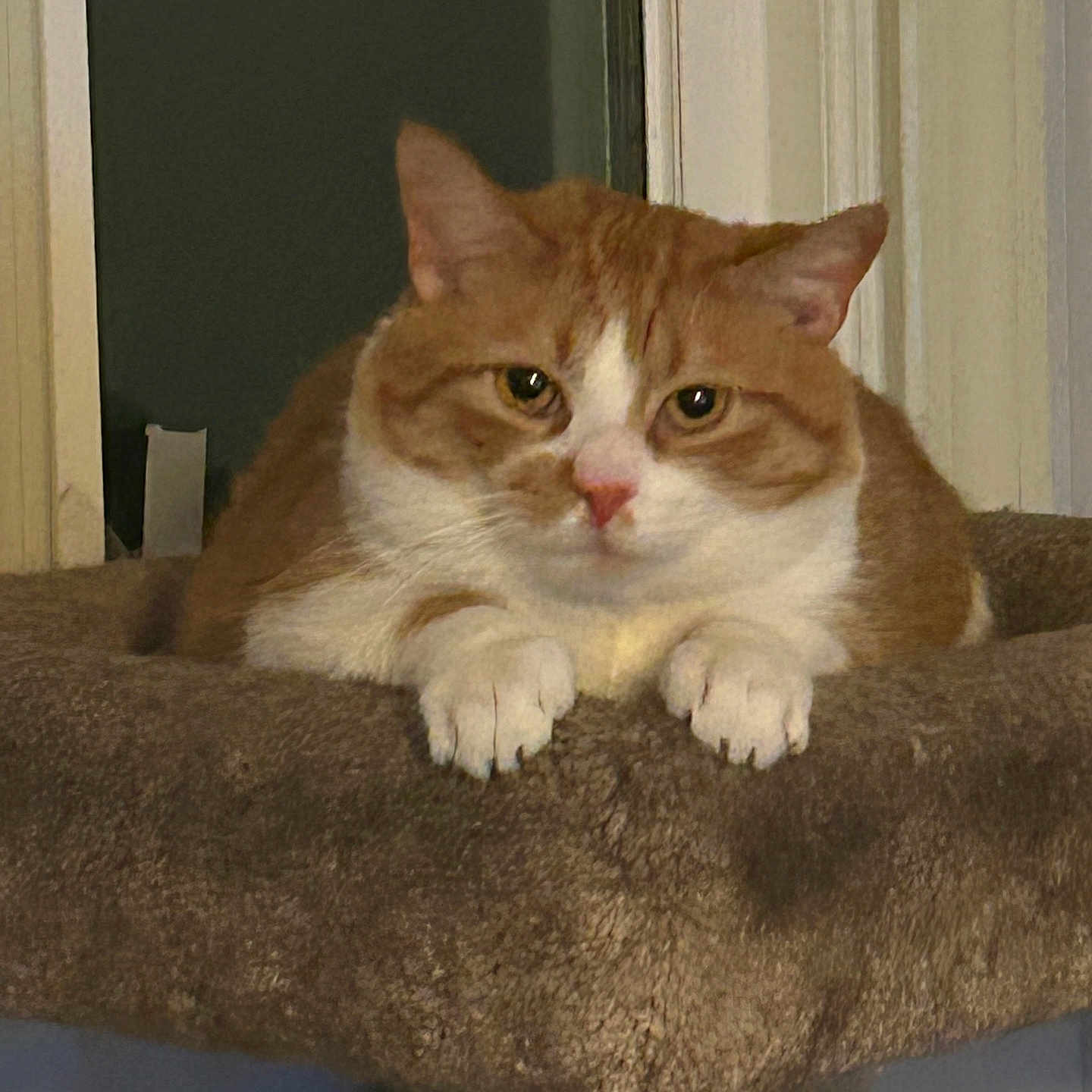 Chester joined the competition — help win amazing prizes! animal, calm, cat, cat_tree, closeup, cozy, cute, domestic, feline, fur, furry, indoor, looking, orange_cat, paws, perch, pet, resting, whiskers, white_cat