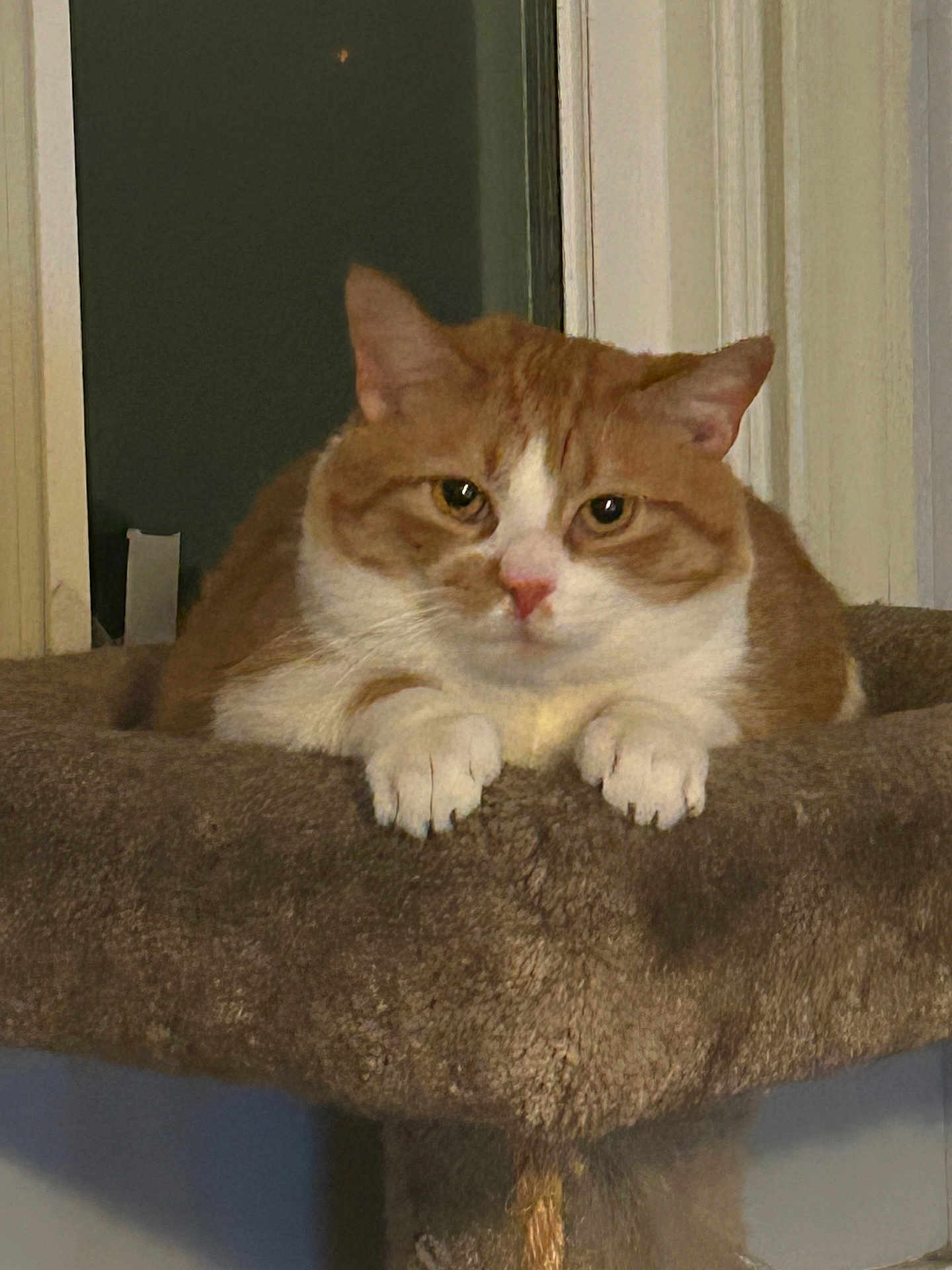 Chester joined the competition — help win amazing prizes! cat, orange_cat, white_cat, pet, feline, cat_tree, indoor, furry, animal, resting, perch, closeup, cute, whiskers, paws, looking, calm, cozy, fur, domestic