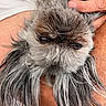 dog, small_dog, gray_fur, long_fur, shaggy, fluffy, close_up, portrait, face, eyes, nose, grumpy, funny, held, human_hands, white_shirt, pet, animal, indoors, grooming
