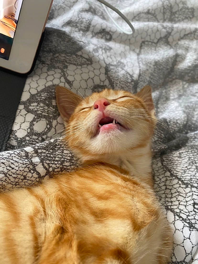 Tyna participe au concours pour gagner de l'argent avec cette photo : carnivore, cat, claw, comfort, communication_device, domestic_short_haired_cat, fawn, felidae, flooring, fur, nap, paw, portable_communications_device, small_to_medium_sized_cats, snout, tail, telephone, telephony, whiskers, wood