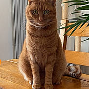 Tyna participe au concours pour gagner de l'argent avec cette photo : animal, cat, cat_tree, chair, cozy, domestic, feline, fur, ginger_cat, green_eyes, home, indoor, looking, pet, plant, portrait, sitting, tail, whiskers, wooden_table