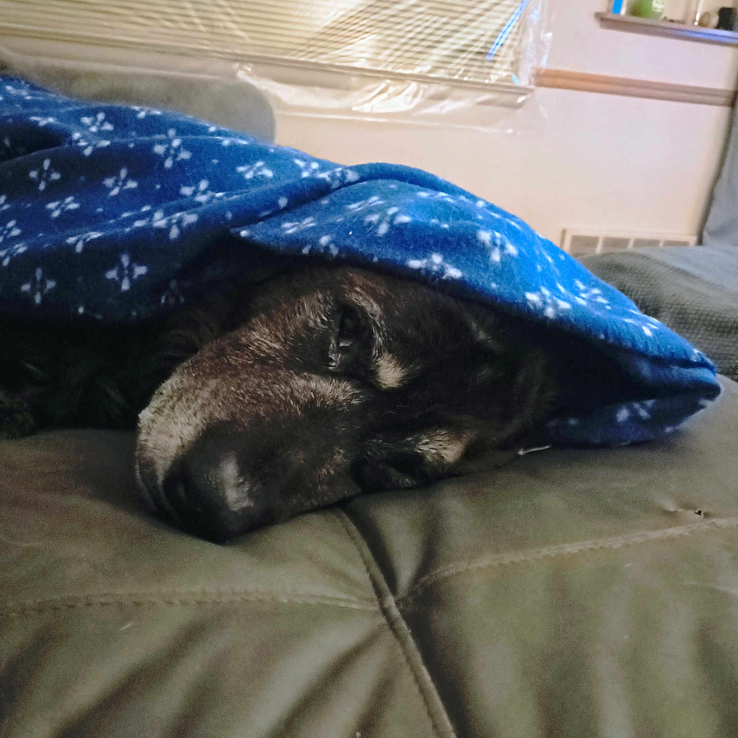 Teddy is registered to the contest to win money with this photo: animal, blanket, blue, canine, closeup, comfort, couch, cozy, dog, domestic, face, fur, home, indoor, pattern, pet, relaxing, resting, sleeping, snug
