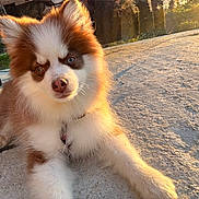 Aïko participe au concours pour gagner de l'argent avec cette photo : animal, brown, collar, concrete, cute, daylight, dog, ears, fluffy, fur, golden_hour, heterochromia, nose, outdoor, paw, pet, puppy, relaxed, sunlight, white