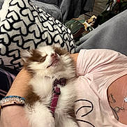 Aïko a rejoint le concours — aidez-le/la à gagner de superbes lots ! puppy, dog, sleeping, blanket, heart_pattern, pillow, couch, harness, fur, cozy, pet, nap, bracelet, human_arm, tattoo, necklace, plant, home_interior, close_up, relaxed