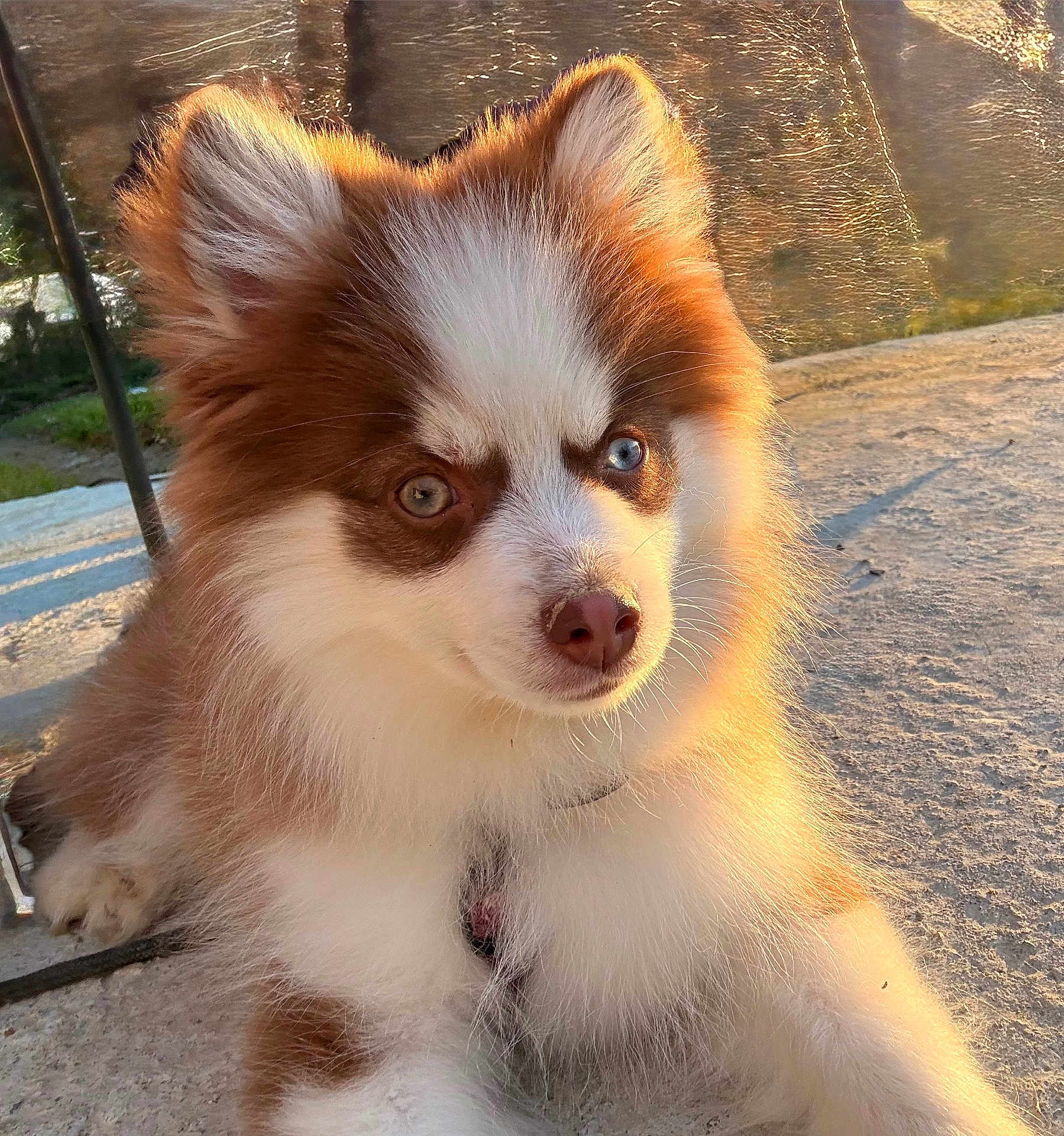 Aïko participe au concours pour gagner de l'argent avec cette photo : dog, puppy, fluffy, fur, heterochromia, blue_eye, brown_eye, cute, portrait, closeup, outdoor, sunlight, golden_hour, concrete, ground, ears, nose, whiskers, collar, harness