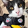 cat, tuxedo_cat, pet, indoor, close_up, yellow_eyes, black_and_white, whiskers, hand, nails, nail_polish, clothing, jersey, nfl, steelers, sports, feline, curious, portrait, cute