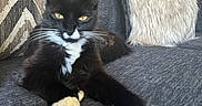 Mr. Beans joined the competition — help win amazing prizes! cat, black_and_white, feline, pet, couch, pillow, indoor, relaxed, stretching, whiskers, fur, yellow_eyes, home, cozy, soft_texture, living_room, resting, close_up, comfortable, domestic_animal