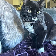 Mr. Beans joined the competition — help win amazing prizes! cat, black_and_white, tuxedo_cat, fluffy, long_hair, whiskers, green_eyes, animal, pet, portrait, close_up, sitting, blanket, couch, indoors, home, cozy, fur, ears, photography