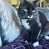 cat, black_and_white, tuxedo_cat, fluffy, long_hair, whiskers, green_eyes, animal, pet, portrait, close_up, sitting, blanket, couch, indoors, home, cozy, fur, ears, photography