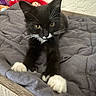 Mr. Beans is registered to the contest to win money with this photo: kitten, cat, black_and_white, tuxedo_cat, paws, whiskers, blanket, bed, plush_toy, indoor, furniture, wood, cozy, cute, pet, animal, resting, soft, young, curious