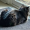 Mr. Beans is registered to the contest to win money with this photo: cat, black_cat, long_hair, fluffy, feline, pet, animal, sitting, indoors, window, floor, rug, fur, whiskers, ears, tail, portrait, natural_light, home, serious_expression