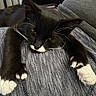 Mr. Beans is registered to the contest to win money with this photo: cat, black_cat, white_paws, whiskers, sleepy, relaxed, close_up, pet, feline, paw, fur, indoor, resting, cute, animal, mammal, texture, fabric, soft, cozy