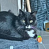 Mr. Beans is registered to the contest to win money with this photo: black_and_white, black_fur, carrot_toy, cat, cat_tree, cozy, feline, furniture, indoor, long_hair, lying_down, pet, portrait, sitting, textured_wall, tile_floor, toy, tuxedo_cat, whiskers, yellow_eyes