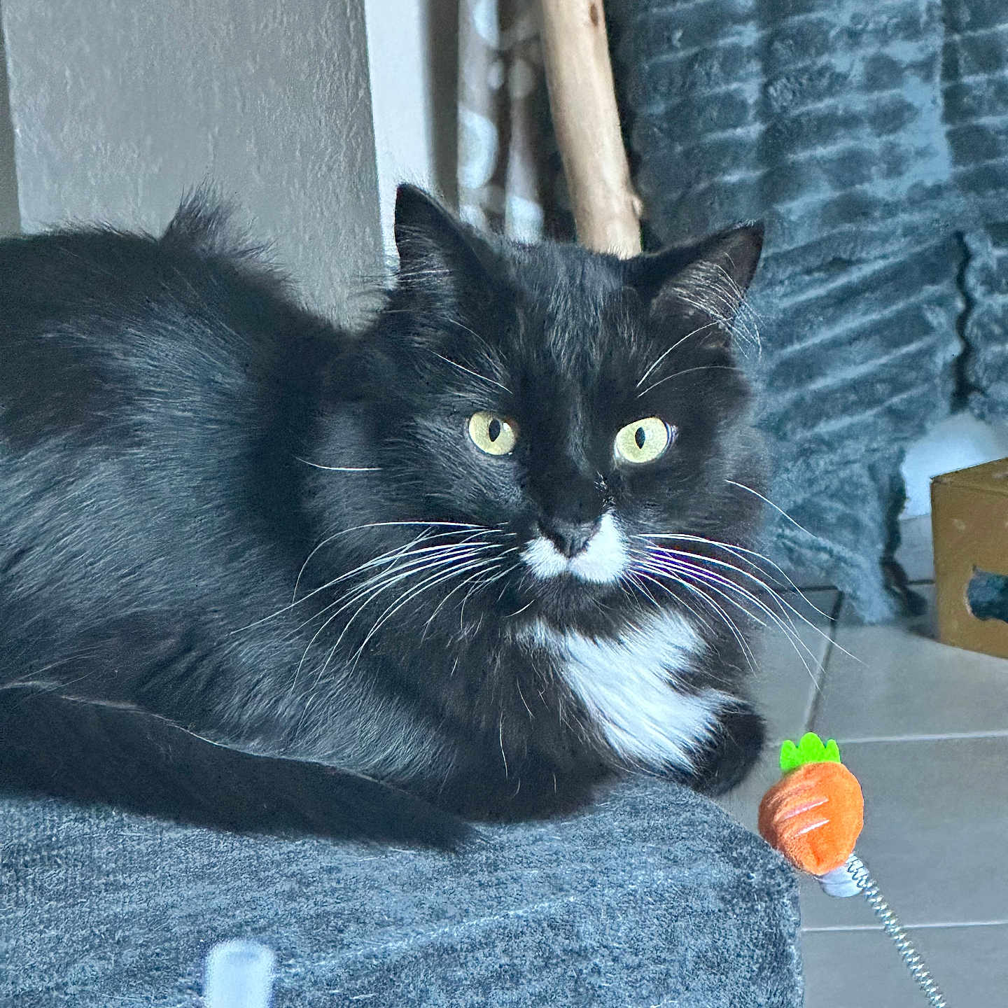 Mr. Beans is registered to the contest to win money with this photo: black_and_white, black_fur, carrot_toy, cat, cat_tree, cozy, feline, furniture, indoor, long_hair, lying_down, pet, portrait, sitting, textured_wall, tile_floor, toy, tuxedo_cat, whiskers, yellow_eyes
