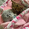 kitten, cat, plush_toy, blanket, pink, snuggling, cozy, soft, fur, cute, indoor, pet, animal, comfort, sleepy, resting, young, toy, fabric, warm