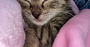 Valentina is registered to the contest to win money with this photo: kitten, sleeping, cozy, pink_blanket, furry, paw, cute, pet, animal, resting, snuggled, domestic_cat, soft, young, tabby, indoor, closeup, adorable, relaxed, fur