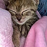 kitten, sleeping, cozy, pink_blanket, furry, paw, cute, pet, animal, resting, snuggled, domestic_cat, soft, young, tabby, indoor, closeup, adorable, relaxed, fur